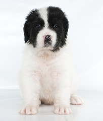 landseer puppy