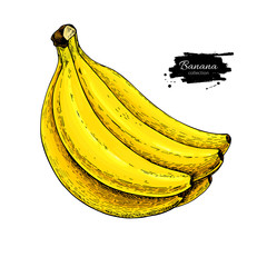 Banana bunch vector drawing. Isolated hand drawn object on white background. Summer fruit artistic