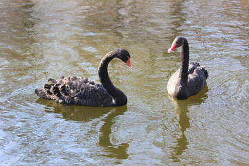 beautiful swans