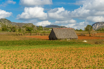 Shelter for the drying of tobacco leaves from which next the best cigars are being made in the...