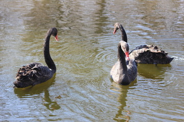 beautiful swans