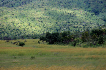 Fototapeta na wymiar Sawanna w parku narodowym Pilanesber w Republice Południowej Afryki