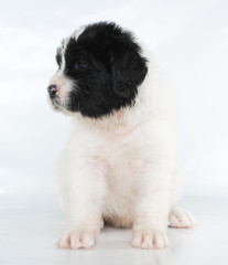 landseer puppy