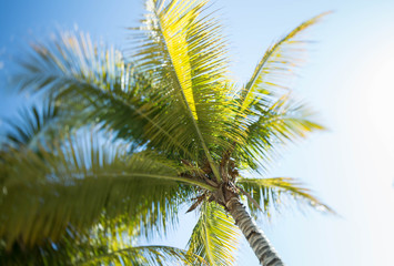 Fototapeta premium palm tree