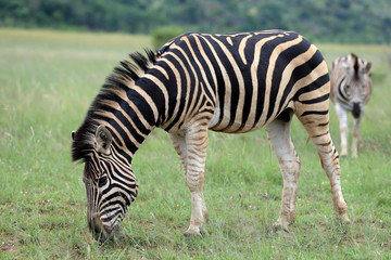 Fototapeta na wymiar Zebry w parku narodowym Pilanesberg