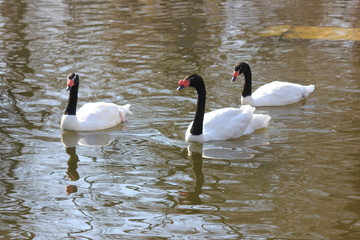 beautiful swans