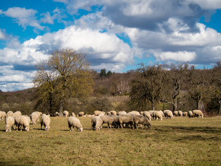 Obraz premium Schafherde