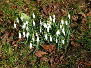 Schneeglöckchen erwecken den Frühling