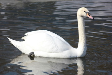 Fototapeta premium beautiful swans
