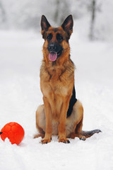 Obedient German Shepherd dog sitting on a snow in winter forest with a toy ball
