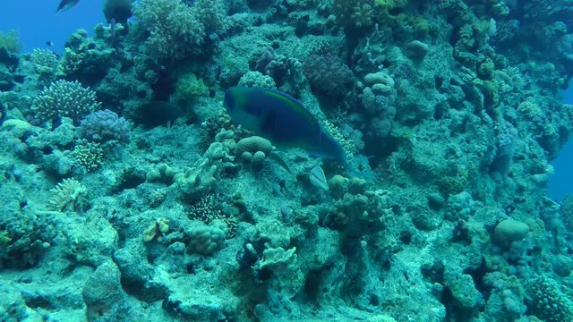 The male Heavybeak parrotfish (Chlorurus gibbus) looks for food on the surface of the reef, then leaves the frame, medium shot.
