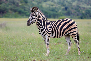 Fototapeta na wymiar Zebra stepowa w parku narodowym Pilanesberg