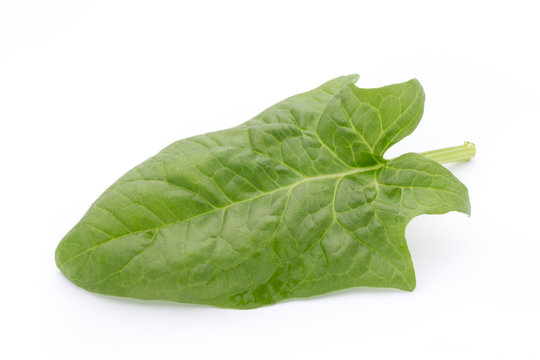 Fresh leaves of spinach on the white background.