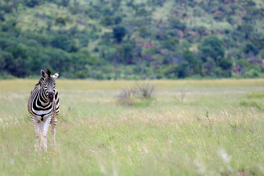 Zebra stepowa w parku narodowym Pilanesberg