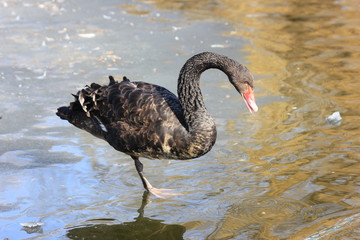 Naklejka premium black Swan standing on one leg
