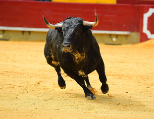 bull