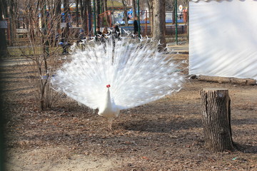 white peacock