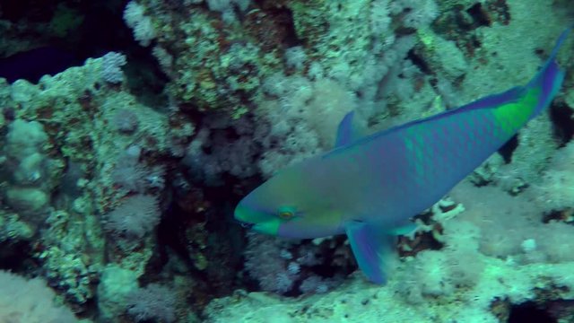 Male Rusty parrotfish (Scarus ferrugineus) is looking for food on a coral reef, medium shot.
