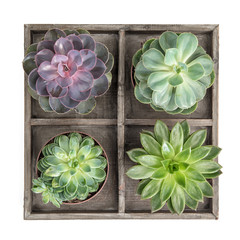 Succulent plants white background floral flat lay