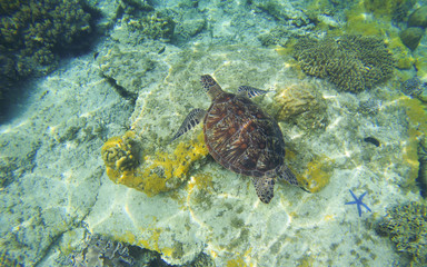 Sea turtle in transparent water. Snorkeling or diving with tortoise.