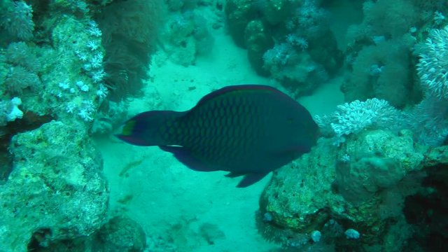 Purple-brown parrotfish (Scarus fuscopurpureus) is looking for food on a coral reef, then leaves the frame, medium shot.
