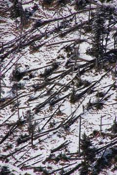 kreuz und quer liegende Baumst&auml;mme