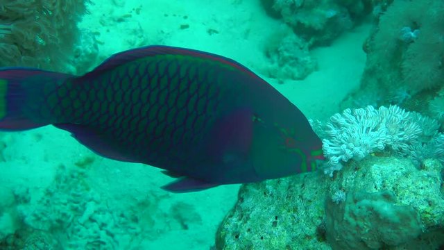 Purple-brown parrotfish (Scarus fuscopurpureus) is looking for food on a coral reef, then leaves the frame, medium shot.
