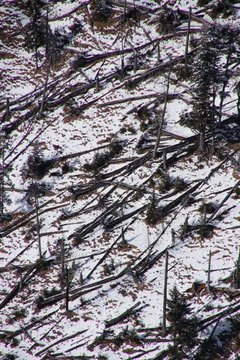 kreuz und quer liegende Baumst&auml;mme
