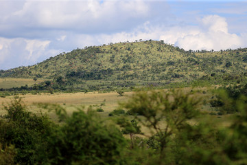Afrykańska sawanna w parku narodowym Pilanesberg © andrzej_67