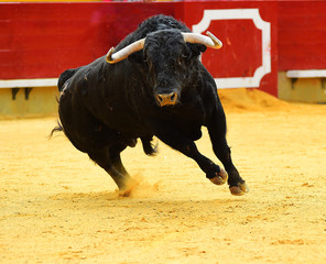 bull
