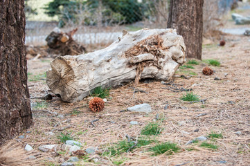 Pine cone lying on ground with cut log in background.