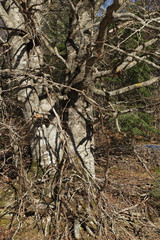 Branching tree. Detailed and naked tree branches