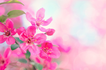 Naklejka na ściany i meble Spring garden background with pink flowers