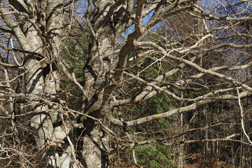 Branching tree. Detailed and naked tree branches
