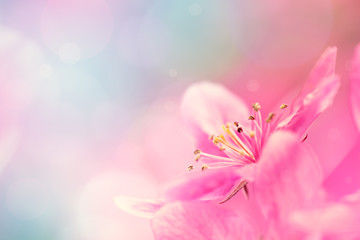 Obraz na płótnie Canvas Spring garden background with pink flowers