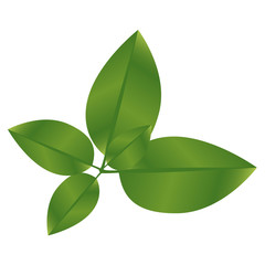 realistic green leaves with branch nature icon vector illustration