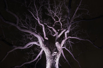 Spidery winter tree spotlighted from beneath giving it a spooky purple glow, bare branches, winter or halloween scene