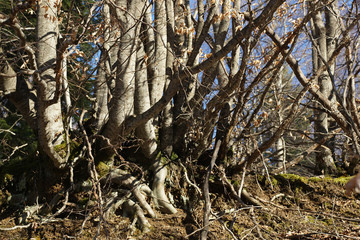 Branching trees. Detailed and naked trees branches