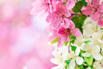Fototapeta na wymiar Spring background with pink and white tree flowers