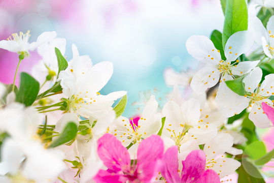 Spring background with pink and white tree flowers © Mariusz Blach