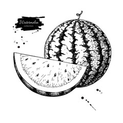 Watermelon and slice vector drawing. Isolated hand drawn berry