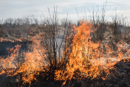 Burning grass in the field, shrubs and plants are burned, land covered with dark, early spring