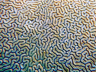 Pattern on brain coral