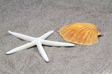 Fototapeta na wymiar Starfish and sea shell on beach sand