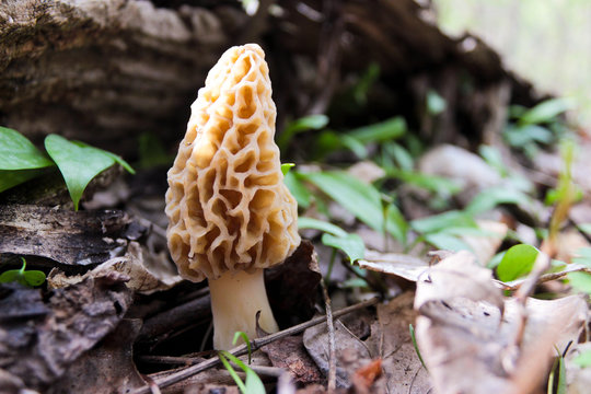 Morel in Ground