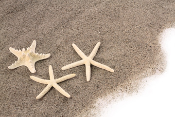 Fototapeta na wymiar Starfishes on beach sand
