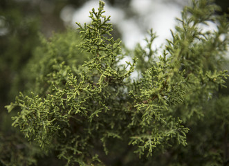 Texas Cedar Tree