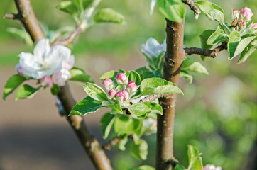 Apple-tree blossoms