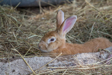 Close up picture of brown rabbit