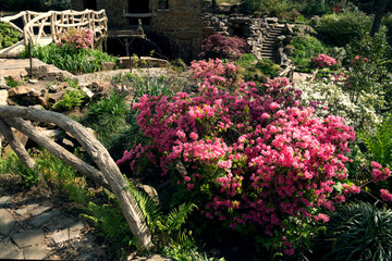 Flowering rhododendrons in the landscape of Old Mill Park,  North Little Rock, Arkansas, US, Spring